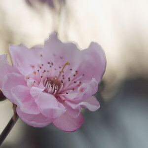 111024obstblüte