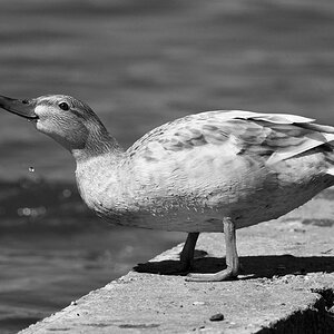 Tiere 15 04 2013 1023921