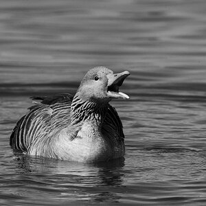 Tiere 15 04 2013 1024060