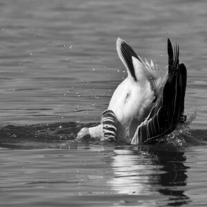 Tiere 15 04 2013 1024067