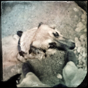 Bambi Hipsta1b