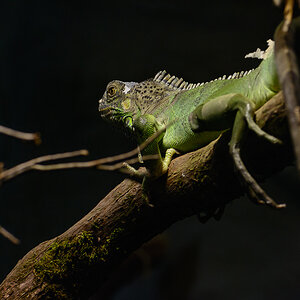 D7100 mit ISO 800
aufgenommen im Zoo Halle