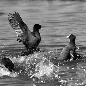 Tiere 15 04 2013 1023939