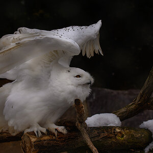 Schneeeule im Zoo Halle
