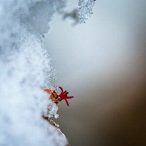 fruehling DSC 6055