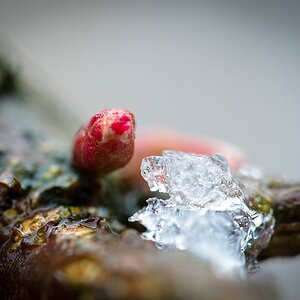 fruehling DSC 6054
