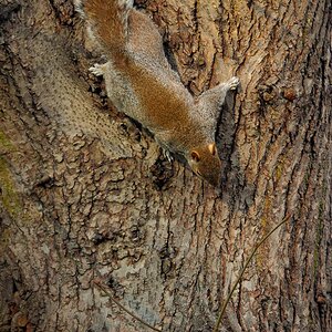 St. James Park
"Grey Squirrel"
Tarnung Perfekt
Schnitt 2