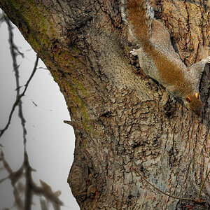 St. James Park
"Grey Squirrel"
Tarnung Perfekt