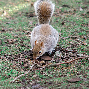 St. James Park
"Grey Squirrel"