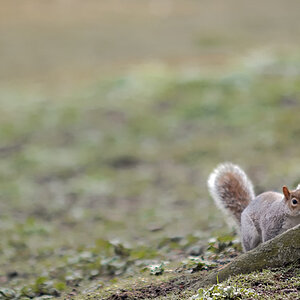 St. James Park
"Grey Squirrel"
Hinter Wurzel