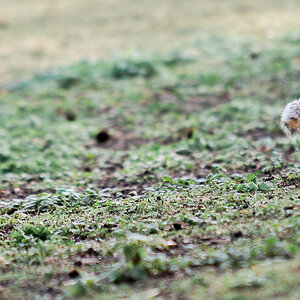 St. James Park
"Grey Squirrel"
Wurde aus Nordamerika importiert und ersetzt nun in weiten teilen Englands das einheimische "Red Squirre