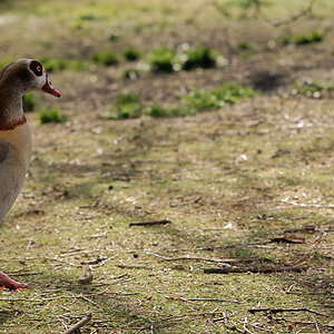 St. James Park
"Egyptian Goose"
Anscheind selbst angesiedelt.