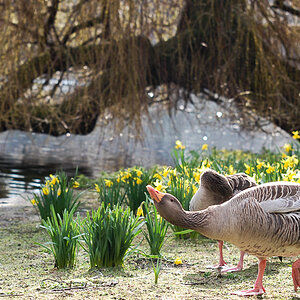 St. James Park
"Canada Goose"
In Drohhaltung