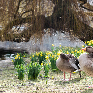 St. James Park
"Canada Goose"
Beim Sonnen und Putzen
