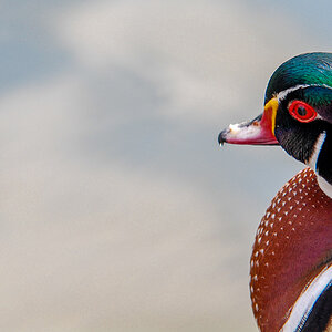St. James Park
"Wood Duck"
