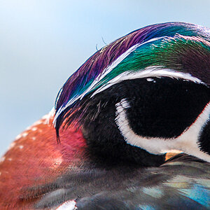St. James Park
"Wood Duck"
Stammen aus dem nördlichen Amerika.
Leider keine Infos über Einsiedlung.