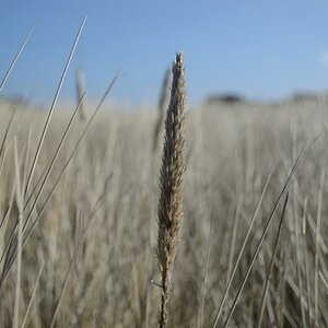 In den Dünen