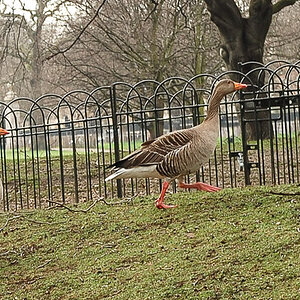 "Canada Goose"
Vor über 300 Jahren wurden sie mit als erste Vogelart in dem St. James Park angesiedelt.