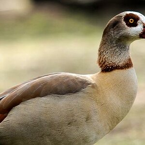 St. james Park
"Egyptian Goose"