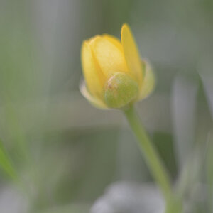 1112900blumen