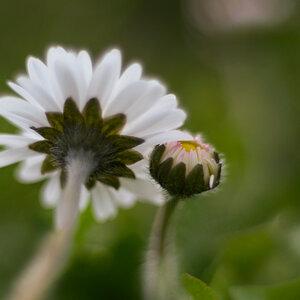 341024blumenzwiri36mm