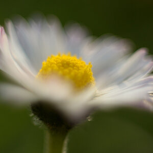 791024blumenzwiri36mm