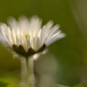 1061024blumenzwiri36mm