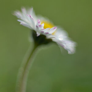 19b1024blumenzwiri3mm