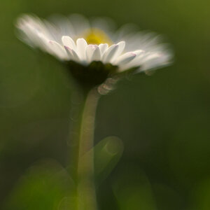 1091024blumenzwiri36mm