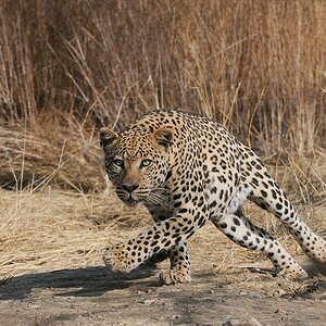 aacomp 5 2 Weiss Elmar Leopard Namibia c