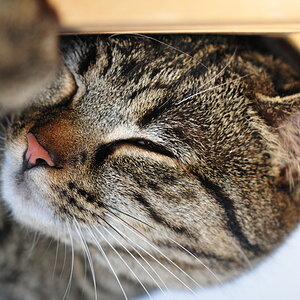 Fredy