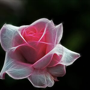 Rose rosa 1 EBV 22.03.2013