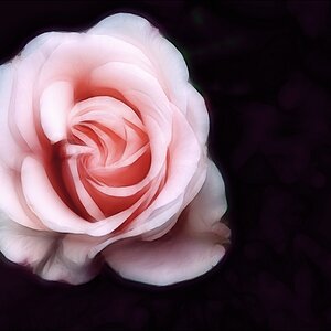 Rose rosé EBV 22.03.2013