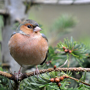 DSC 9839 khg