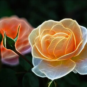 Rose gelb EBV 22.03.2013