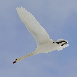 Schwan