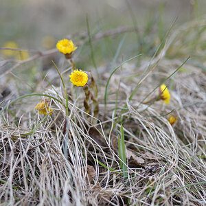 88frühling