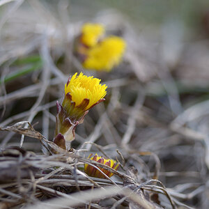 94frühling