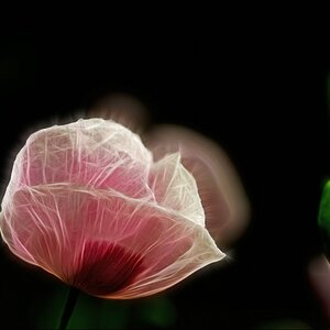 Klatschmohn rosa EBV 22.03.2013
