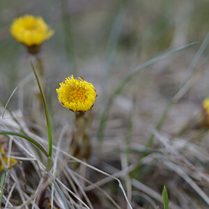 81frühling