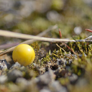 227frühling