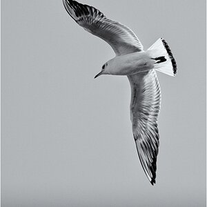 Möwe