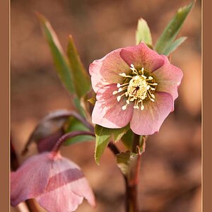 Christrose