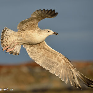 Seeadler 035