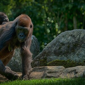 Zoo Hannover DSC 3907 HDR