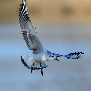 2013 03 16 LeopW 55957