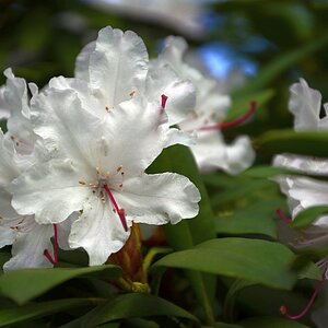 weiße Blüten