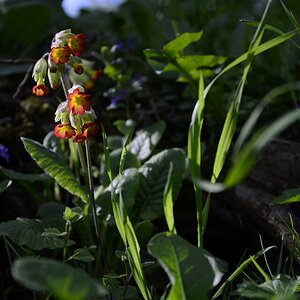 Kleine Blüten 1