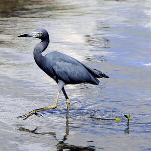 Blaureiher