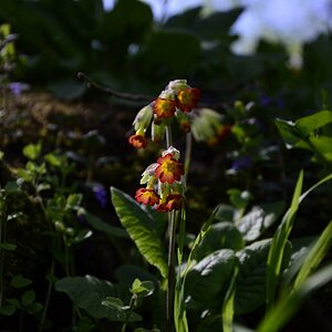Kleine Blüten 2
